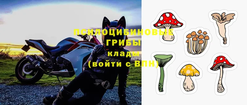 Псилоцибиновые грибы Psilocybe  Зерноград 